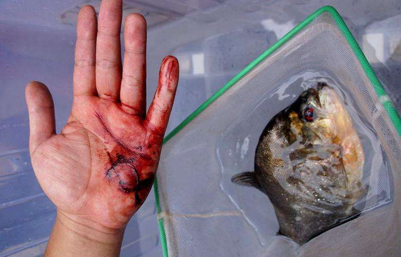 亞馬遜河殺手排行榜前十名 食人魚