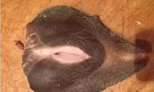 牛歡喜是牛的哪個部位?為什么那么多廣東人喜歡吃母牛生殖器究竟吃了有什么功效