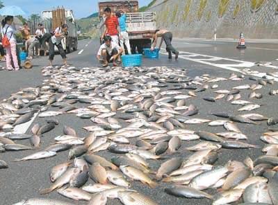 空中降魚視頻 揭秘罕見空中降魚現(xiàn)象原理，末日預(yù)兆恐怖的空中降魚實(shí)圖