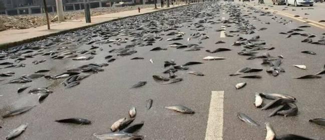 空中降魚視頻 揭秘罕見空中降魚現(xiàn)象原理，末日預(yù)兆恐怖的空中降魚實(shí)圖