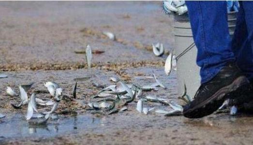 空中降魚視頻 揭秘罕見空中降魚現(xiàn)象原理，末日預(yù)兆恐怖的空中降魚實(shí)圖