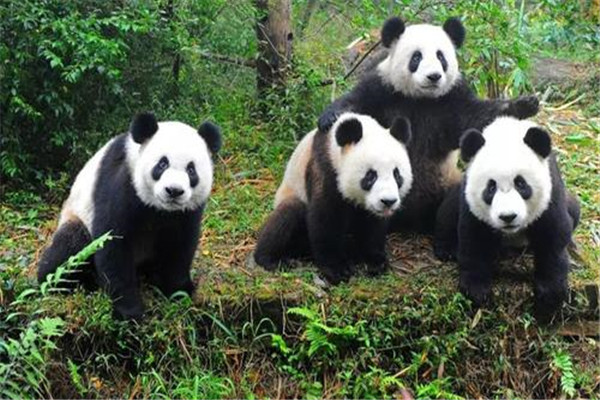 大熊貓為什么是國(guó)寶的原因？為什么大家稱(chēng)大熊貓為國(guó)寶