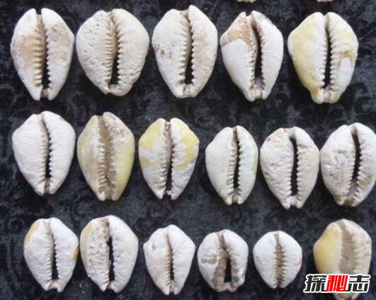 世界上最早的錢幣:天然海貝,最早紙幣誕生在中國