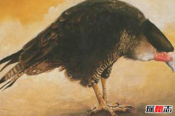10大最奇特滅絕物種 第九長達(dá)三米,第一致死高手(附圖)