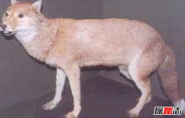 10大最奇特滅絕物種 第九長達(dá)三米,第一致死高手(附圖)