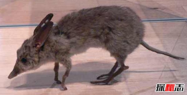 10大最奇特滅絕物種 第九長達(dá)三米,第一致死高手(附圖)