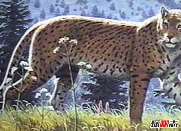 10大最奇特滅絕物種 第九長達(dá)三米,第一致死高手(附圖)