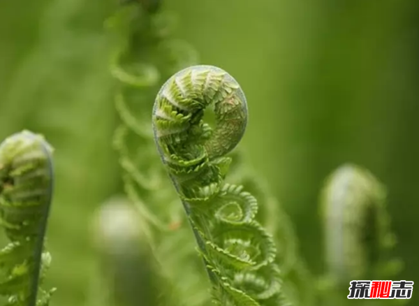 大部分人沒見過的蔬菜?盤點世界十大鮮為人知的蔬菜