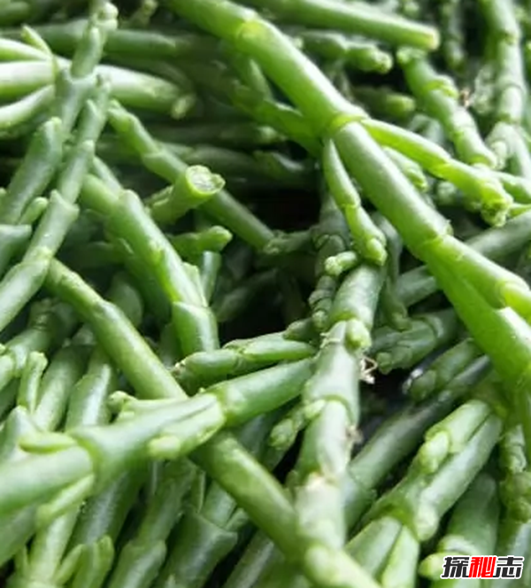 大部分人沒見過的蔬菜?盤點世界十大鮮為人知的蔬菜