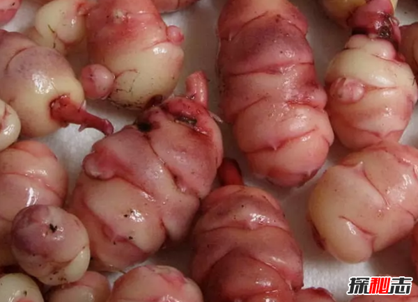 大部分人沒見過的蔬菜?盤點世界十大鮮為人知的蔬菜