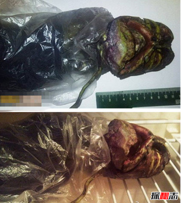 俄羅斯女孩用冰箱保存2年處星人尸體(長60厘米)