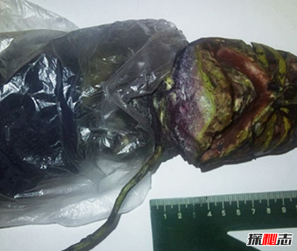 俄羅斯女孩用冰箱保存2年處星人尸體(長60厘米)
