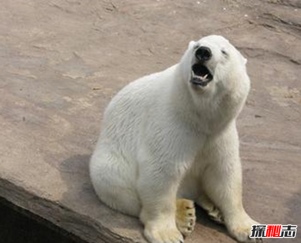 湖北神農(nóng)架動物白化之謎,黑色素引起的白化病(返祖白變)