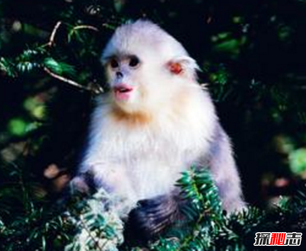 湖北神農(nóng)架動物白化之謎,黑色素引起的白化病(返祖白變)