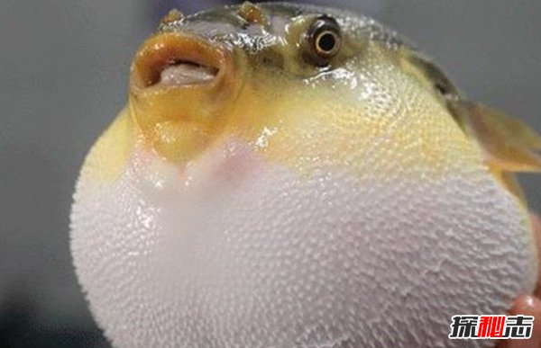 動物如何繁殖后代?盤點動物10大特殊繁殖方式(大開眼界)