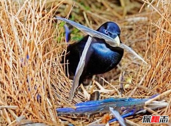 動物如何繁殖后代?盤點動物10大特殊繁殖方式(大開眼界)