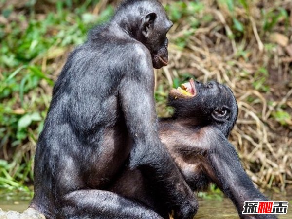 動物如何繁殖后代?盤點動物10大特殊繁殖方式(大開眼界)