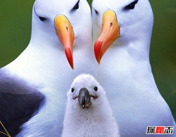 動物如何繁殖后代?盤點動物10大特殊繁殖方式(大開眼界)