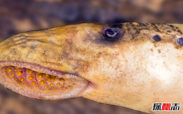 活到現(xiàn)在的遠(yuǎn)古魚類?盤點(diǎn)世界上十大古老魚(附圖)