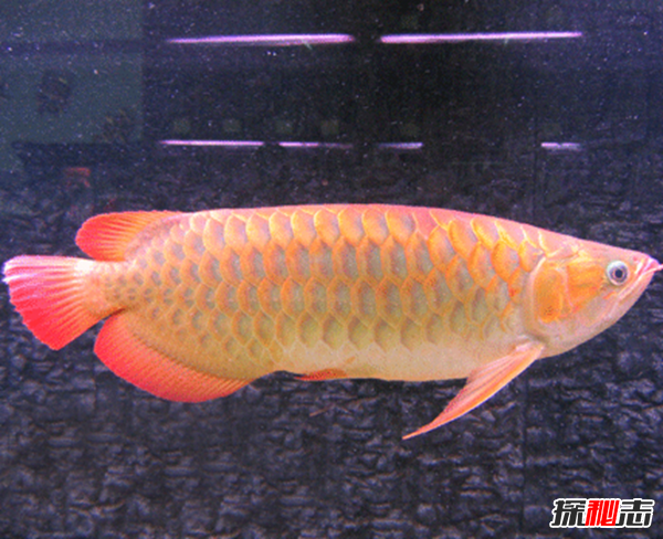 活到現(xiàn)在的遠(yuǎn)古魚類?盤點(diǎn)世界上十大古老魚(附圖)