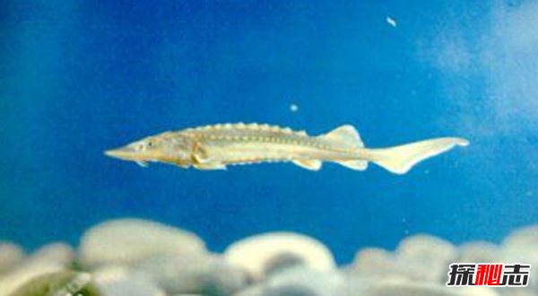 活到現(xiàn)在的遠(yuǎn)古魚類?盤點(diǎn)世界上十大古老魚(附圖)