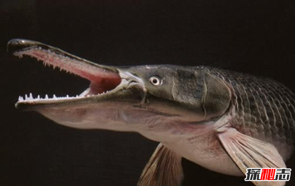 活到現(xiàn)在的遠(yuǎn)古魚類?盤點(diǎn)世界上十大古老魚(附圖)