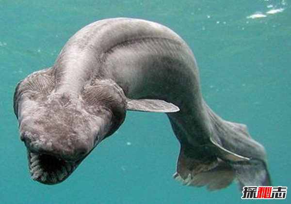 活到現(xiàn)在的遠(yuǎn)古魚類?盤點(diǎn)世界上十大古老魚(附圖)