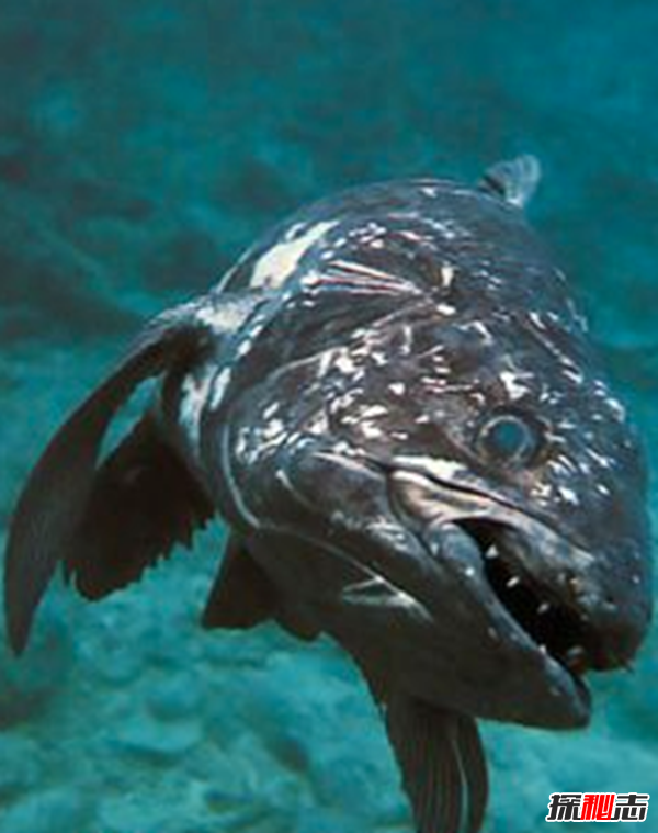 活到現(xiàn)在的遠(yuǎn)古魚類?盤點(diǎn)世界上十大古老魚(附圖)