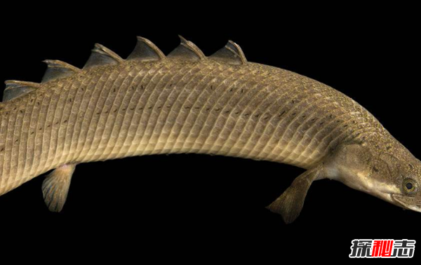 活到現(xiàn)在的遠(yuǎn)古魚類?盤點(diǎn)世界上十大古老魚(附圖)