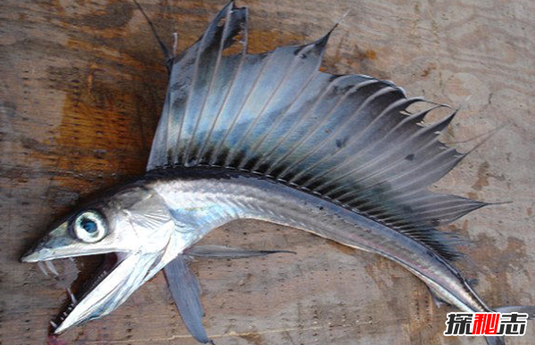 活到現(xiàn)在的遠(yuǎn)古魚類?盤點(diǎn)世界上十大古老魚(附圖)