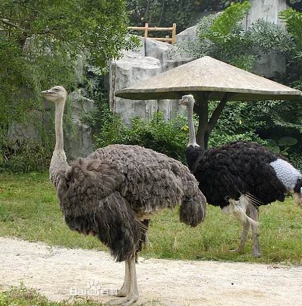 鴕鳥是世界上最大的鳥