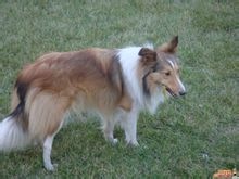 喜樂蒂犬(謝德蘭牧羊犬)